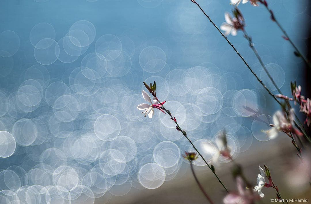 A*a様 銘匠光学 TTartisan 100mm f2.8 バブルボケレンズ