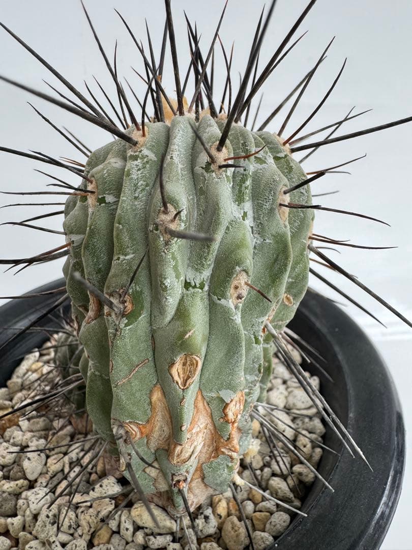 コピアポア　黒士冠　デアルバータ　現地球