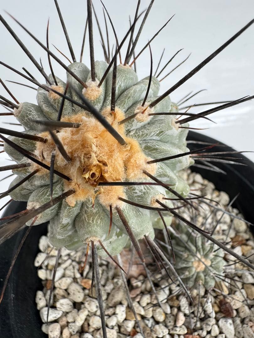 コピアポア　黒士冠　デアルバータ　現地球