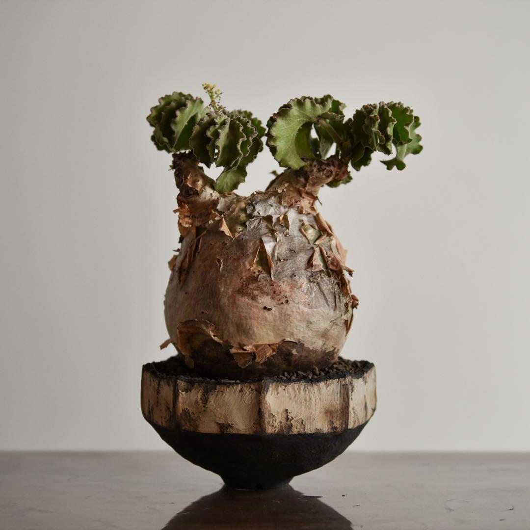 キフォステンマ　マクロプス