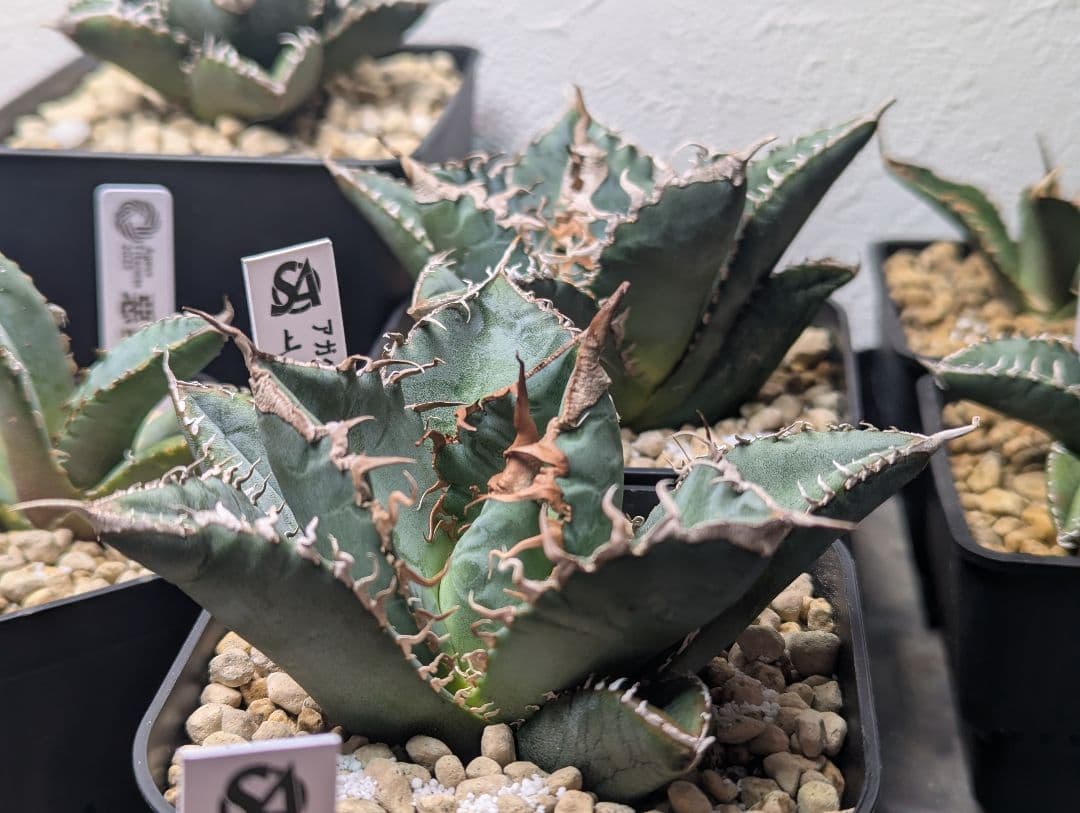 デカ株 チタノタ「惡魔 Medusa」悪魔くん プレステラ105 タグ鉢ごと発送