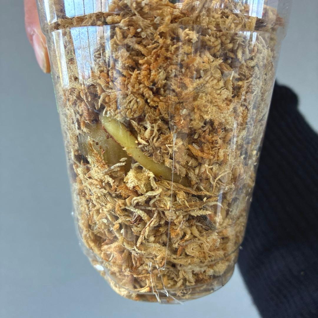 超希少❗️ザミオクルカス　ゴールデンミューテーション✨