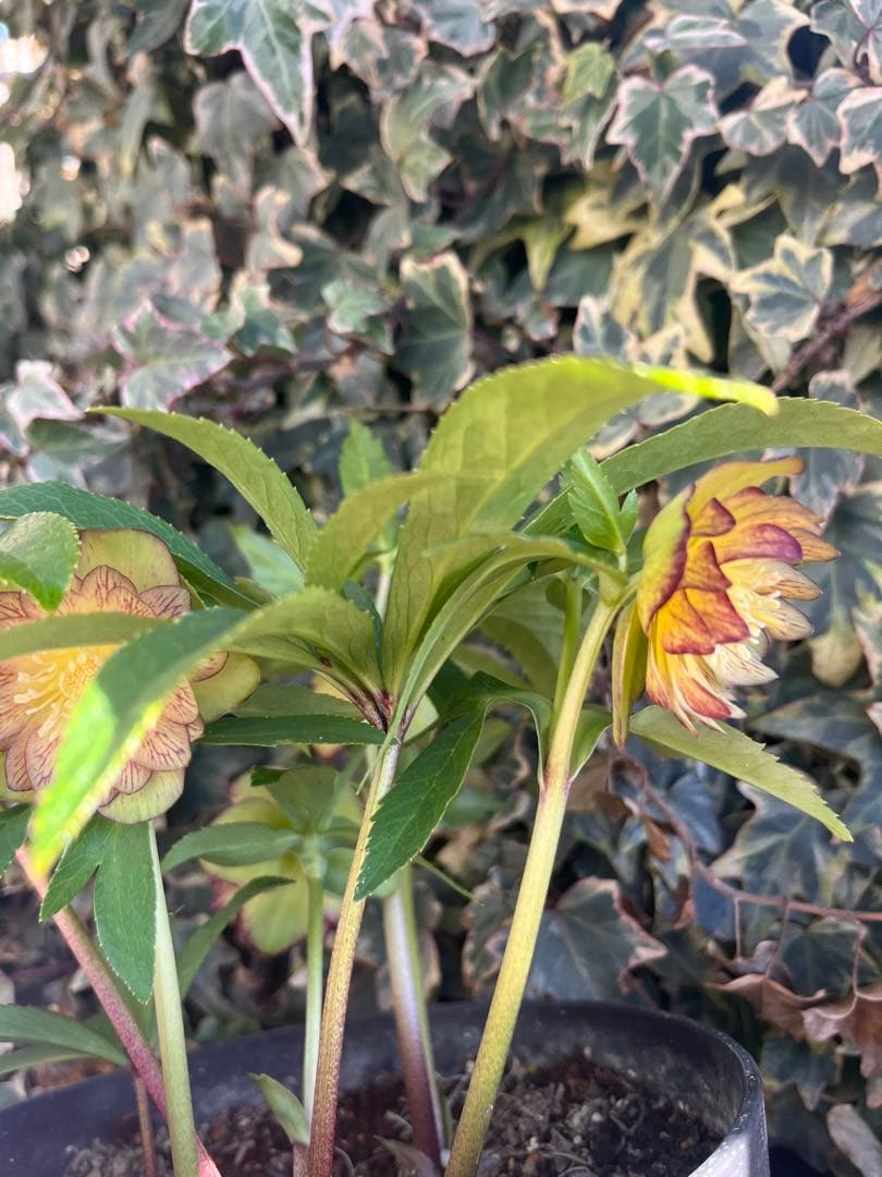 クリスマスローズ　広瀬園芸