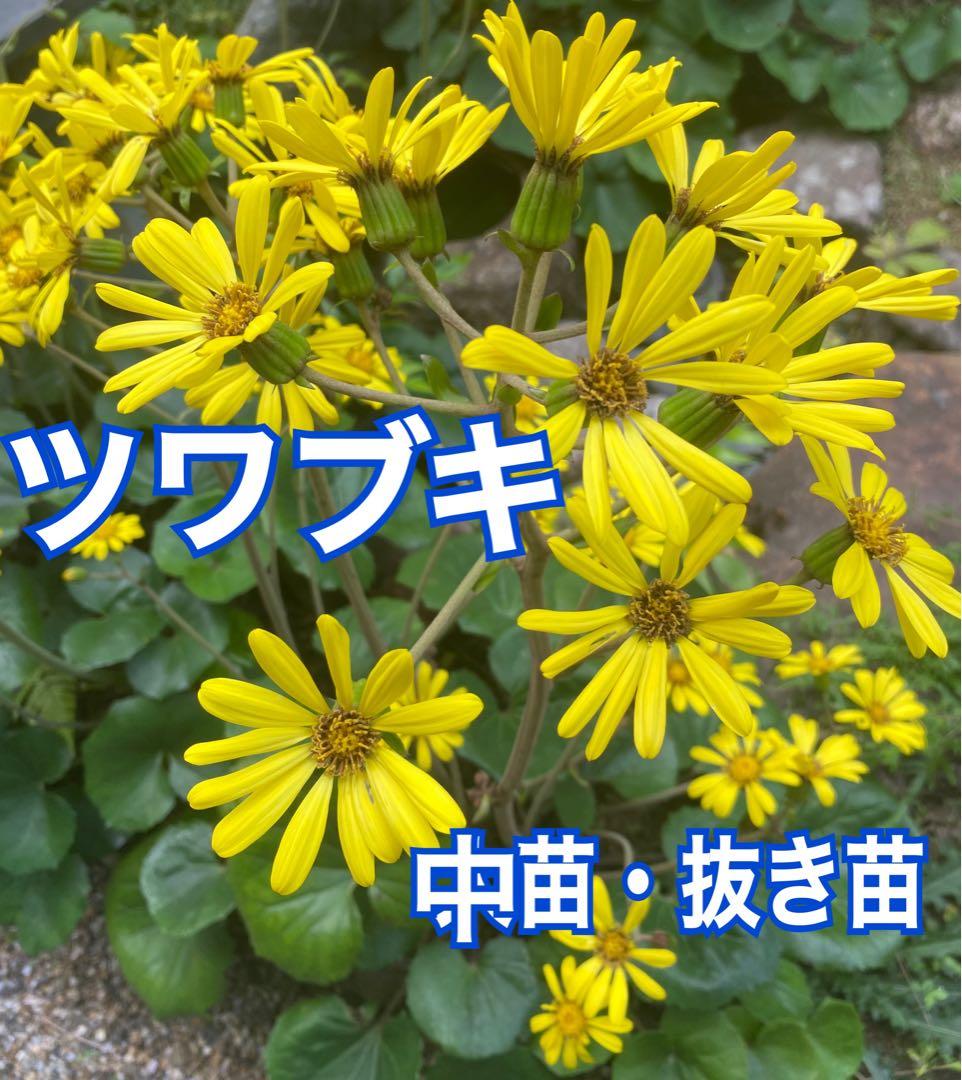 MIKA様　確認用