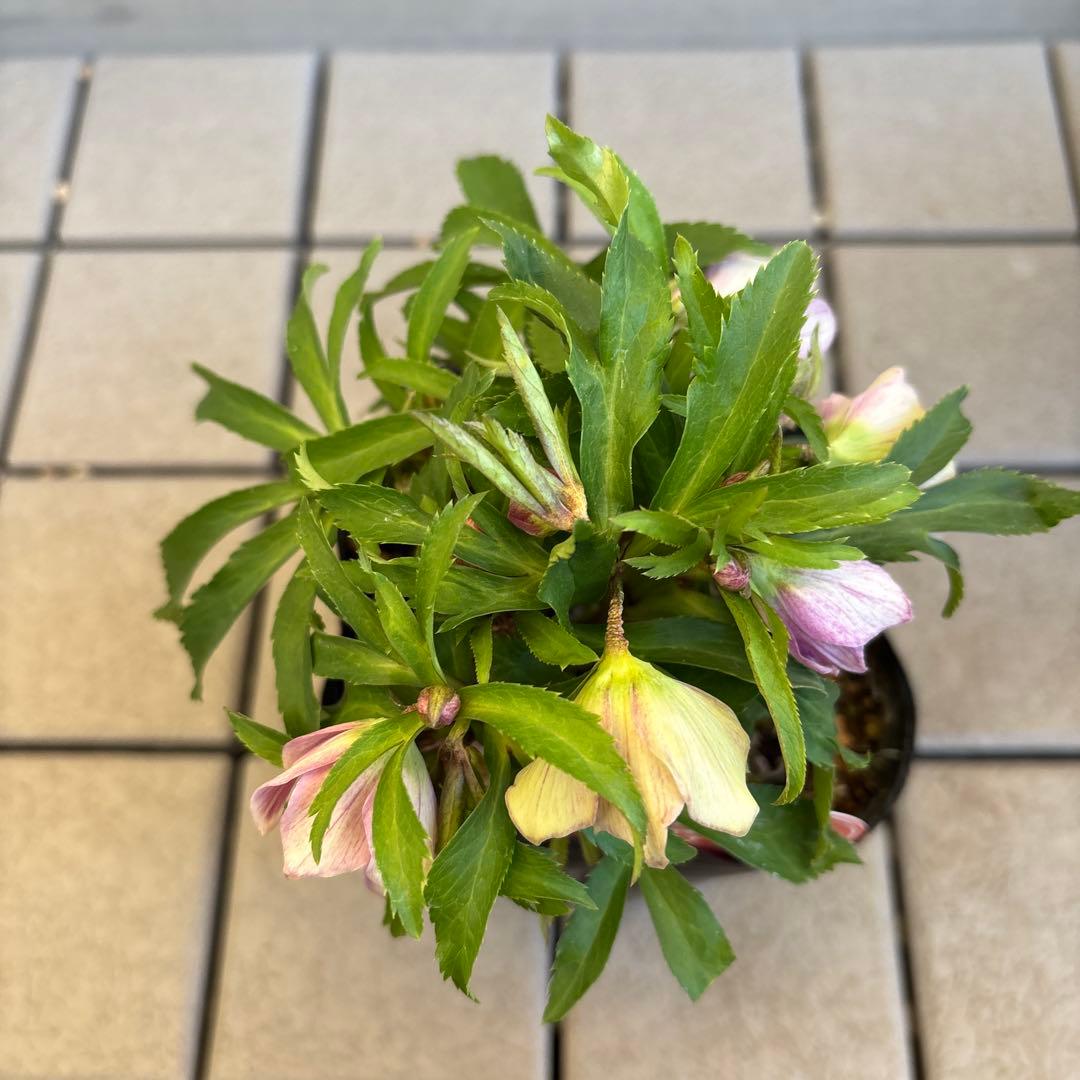 MIYABI様ご依頼品　クリスマスローズ2点　フレグランス　プチドール