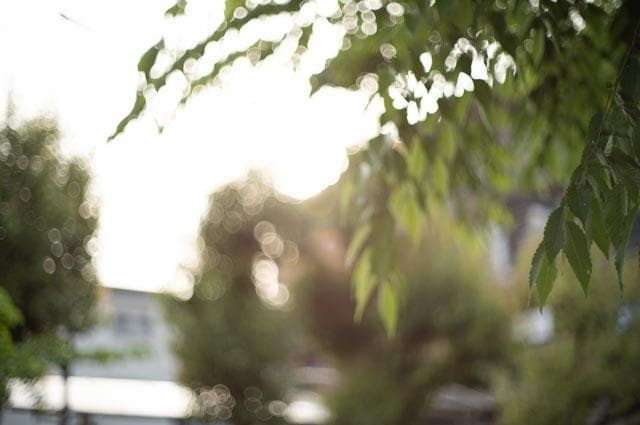 【オールドレンズ】Super takumar 50mm f1.4