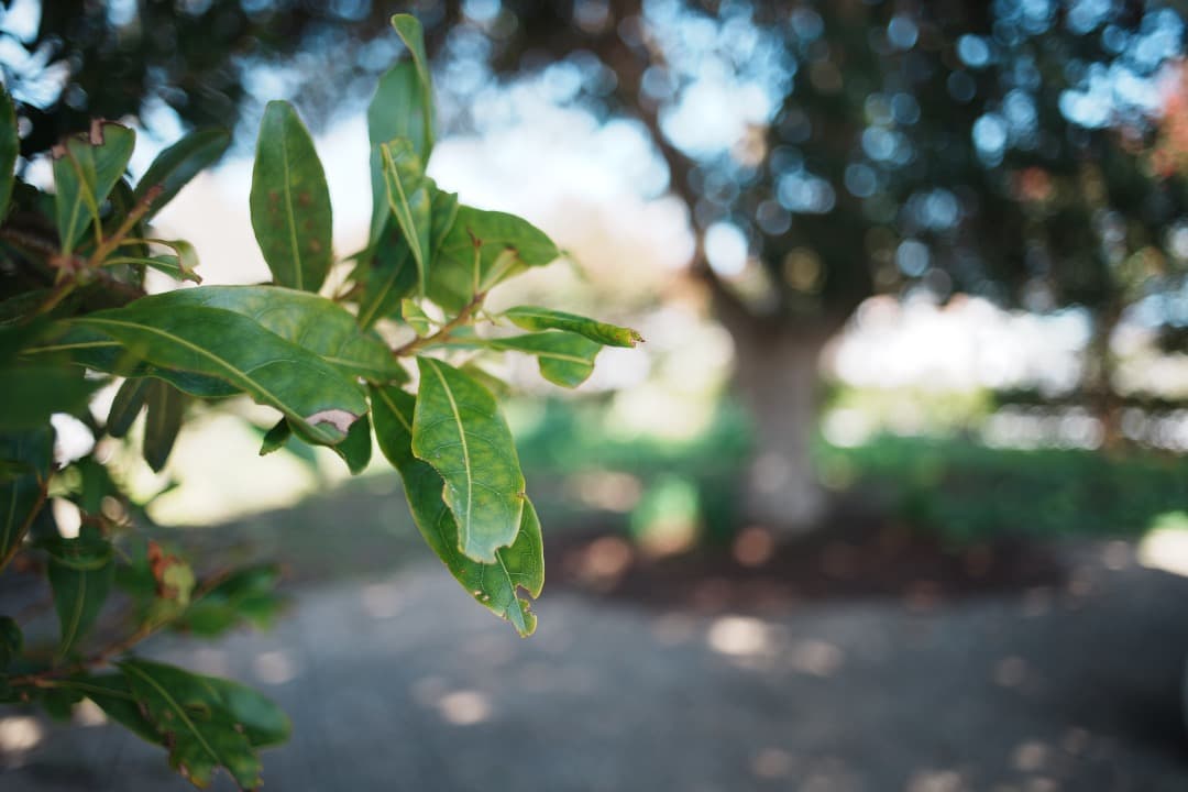 【伝説の富岡光学製】動作◎ XR RIKENON 28mm f2.8 378