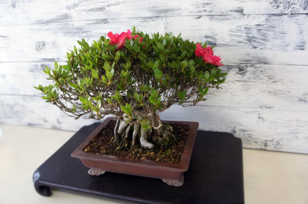 盆栽 『サツキ(珍山)』 花 インテリア 観葉植物 送料無料 b118