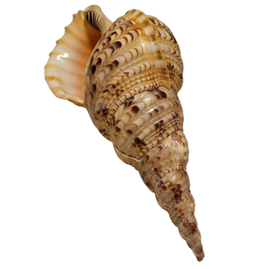 法螺貝　約36cm