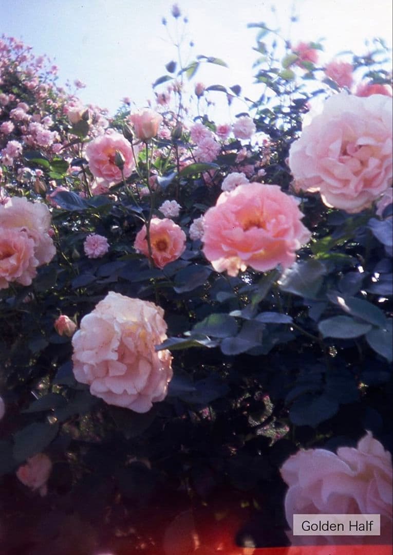 人気 ハローキティ hello kittyトイカメラ golden half