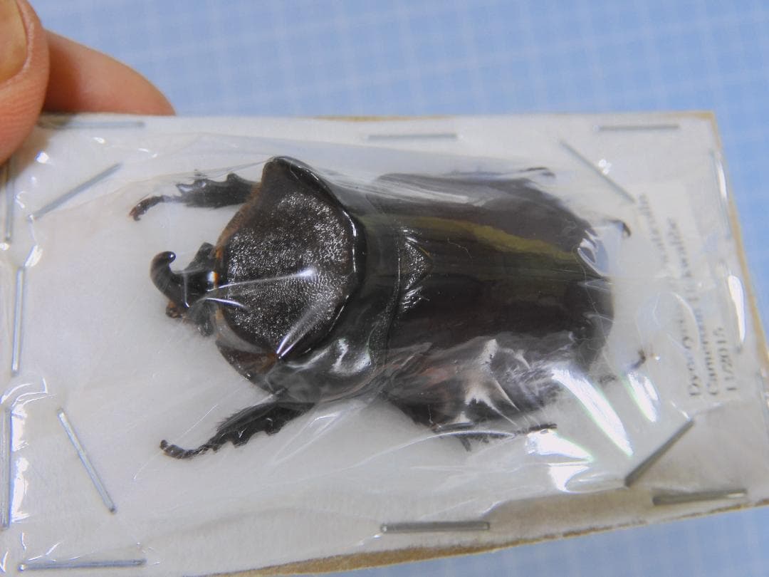 標本 Cameroon Dynoryctes truncaticollis 38mm