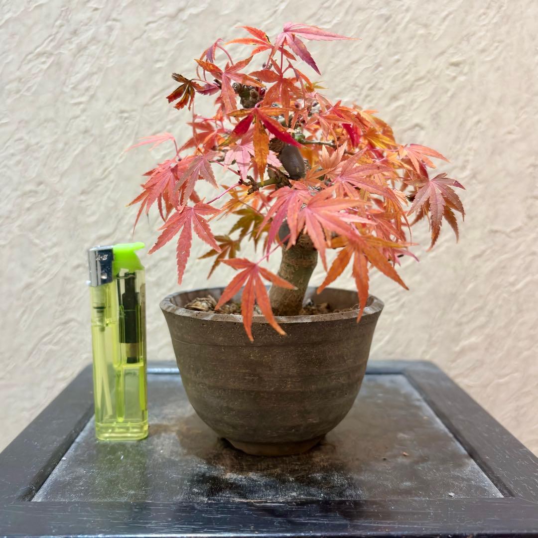 超希少激レア‼️樹高10㎝　行姫紅葉　モミジ　小品　盆栽　真柏　黒松　五葉松　楓