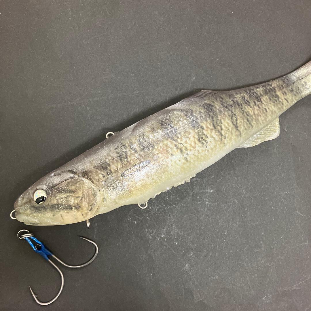 【激レア】　シグナル　カープヘッド　スモールマウス　生カラー