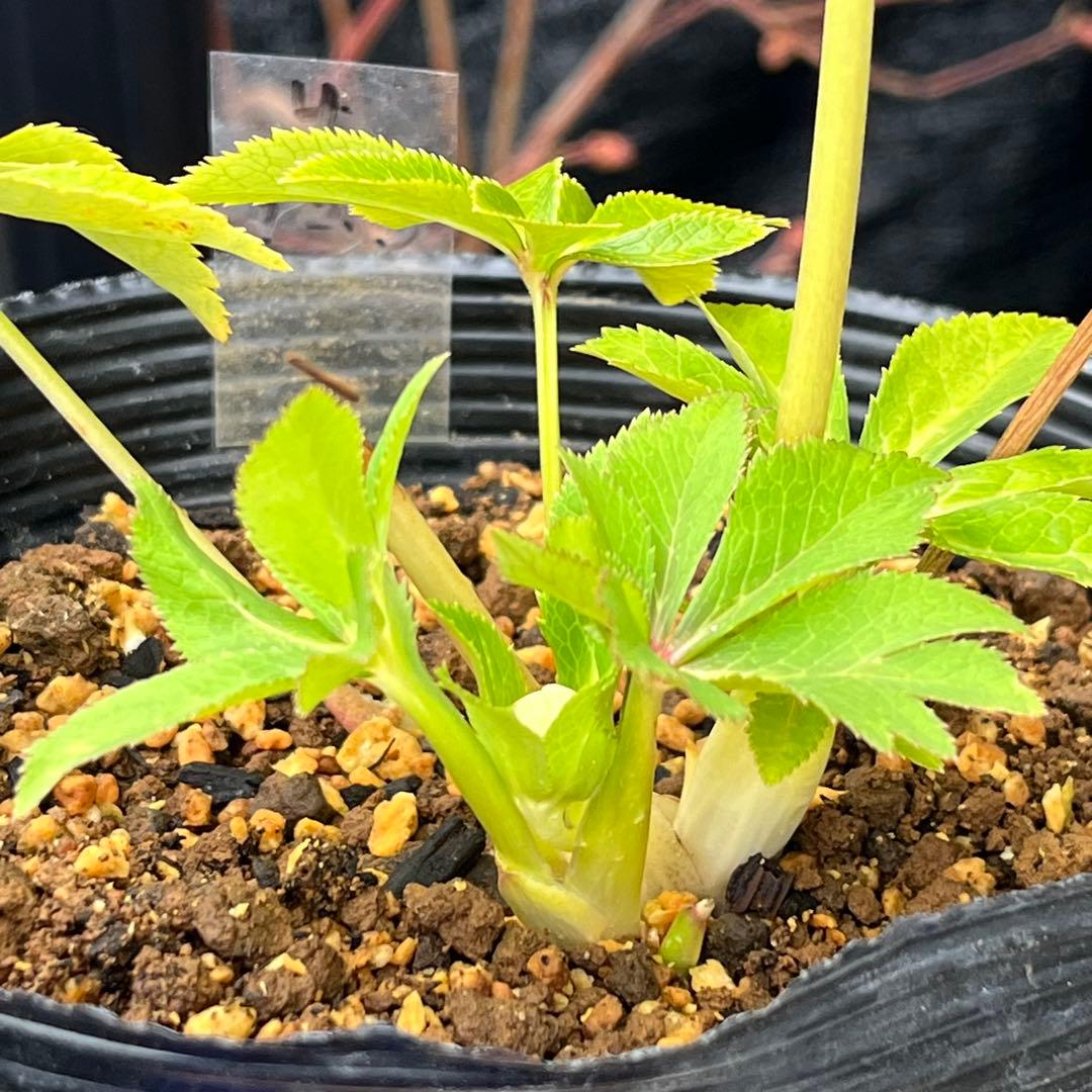 3152専用ポット発送メルカリ便☘️超目玉☘️⭐️希少⭐️ 【❤️極上❤️小輪❤️蜃気楼】