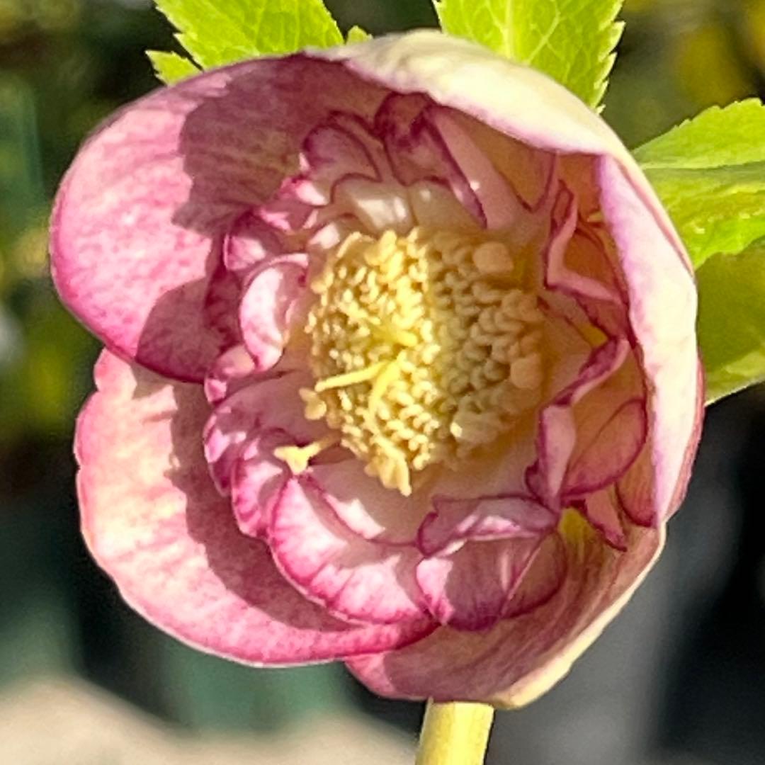 3152専用ポット発送メルカリ便☘️超目玉☘️⭐️希少⭐️ 【❤️極上❤️小輪❤️蜃気楼】