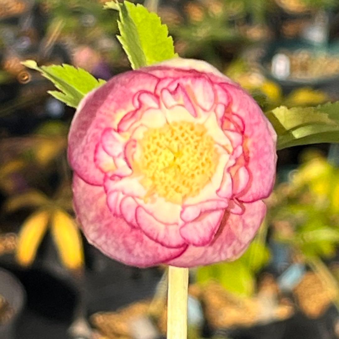 3152専用ポット発送メルカリ便☘️超目玉☘️⭐️希少⭐️ 【❤️極上❤️小輪❤️蜃気楼】