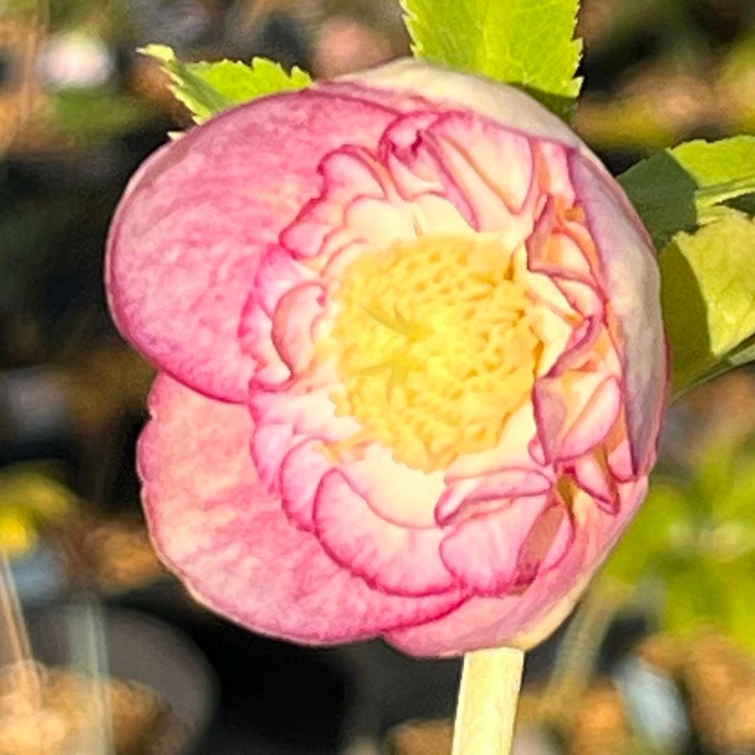 3152専用ポット発送メルカリ便☘️超目玉☘️⭐️希少⭐️ 【❤️極上❤️小輪❤️蜃気楼】