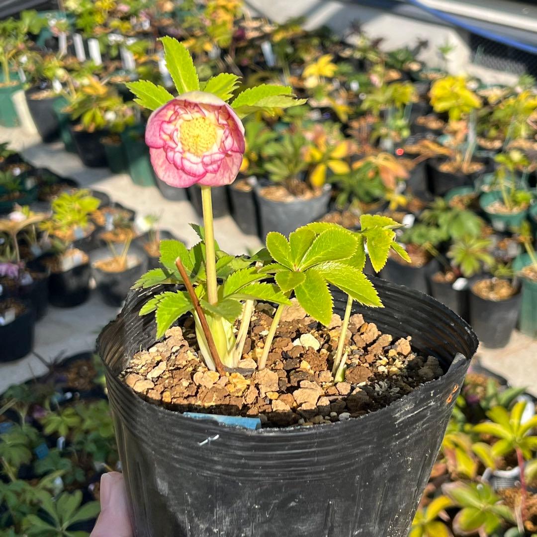 3152専用ポット発送メルカリ便☘️超目玉☘️⭐️希少⭐️ 【❤️極上❤️小輪❤️蜃気楼】