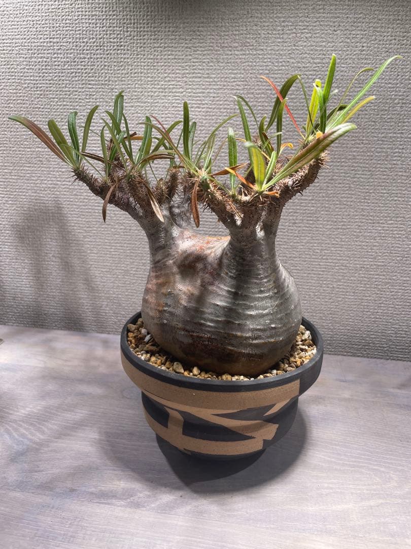 パキポディウム グラキリス × BOTANIZE（ コレクション2 ）