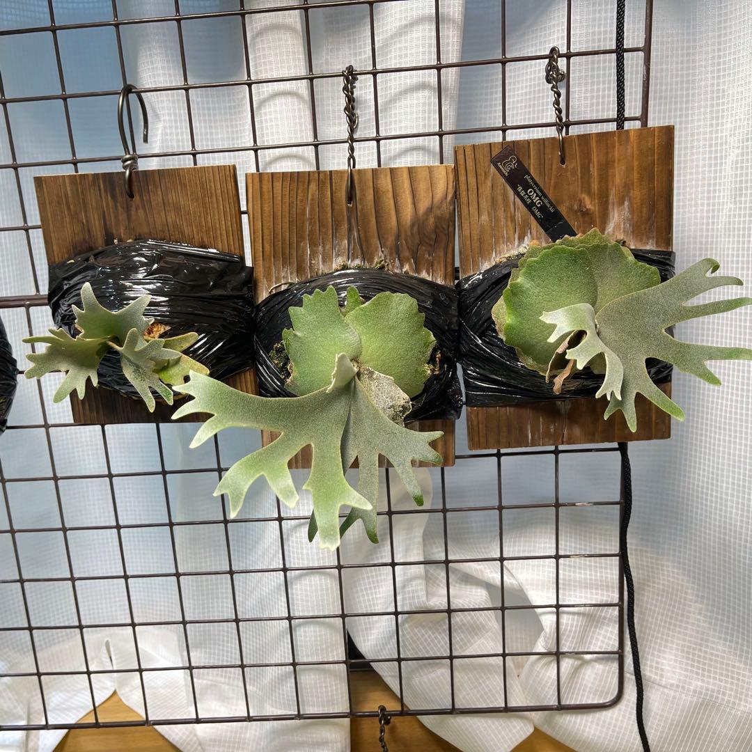 platycerium willinckii OMG オリジナル ビカクシダ