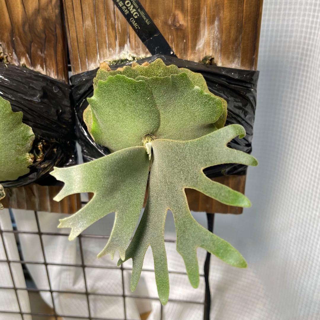 platycerium willinckii OMG オリジナル ビカクシダ