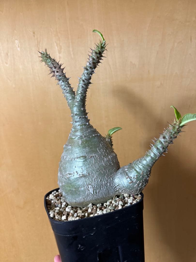 実生大株　パキポディウムウィンゾリー