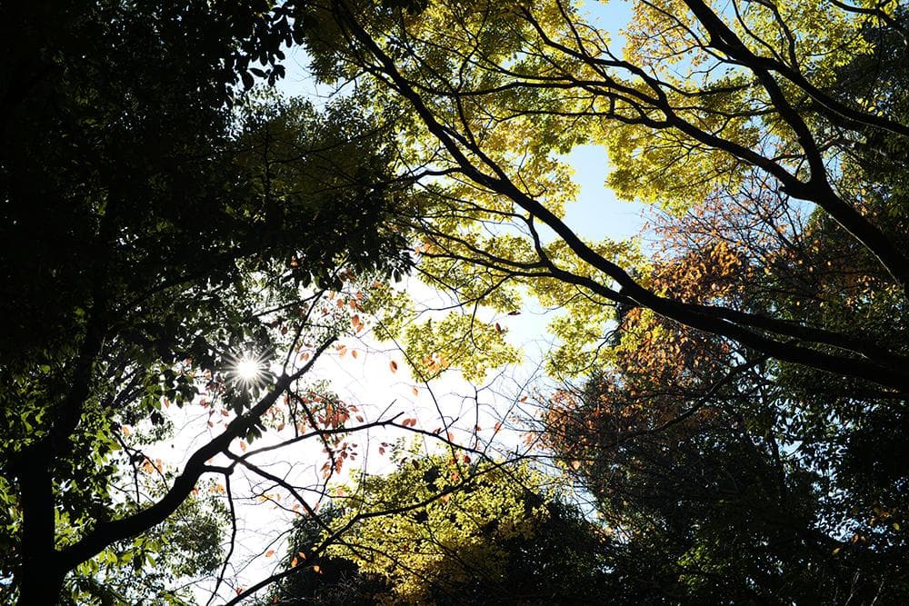 未使用品 ライカMマウントレンズ 50mm F1.1 フルサイズ