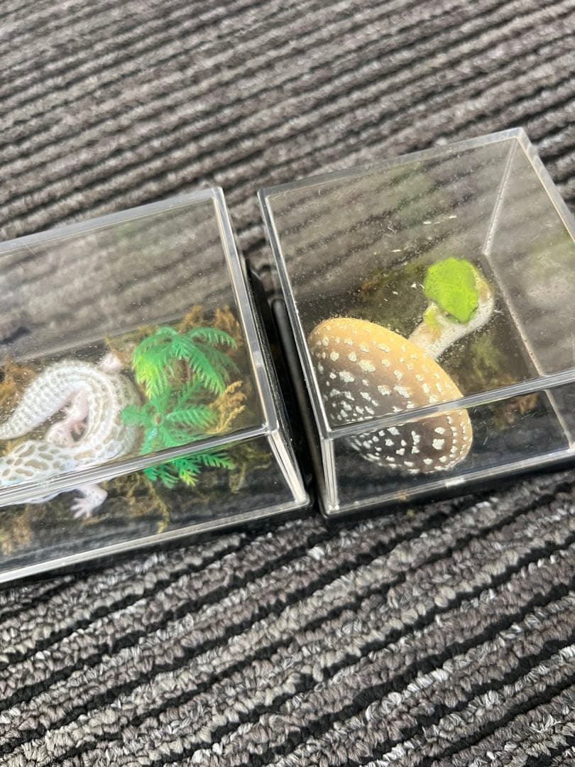 爬虫類　両生類　コレクション