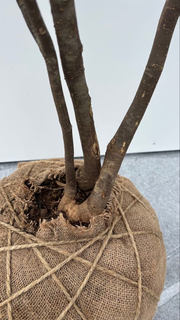 猫山 美しい樹形が魅力的 山採り ハイノキ 株立 643 樹高1.8m位