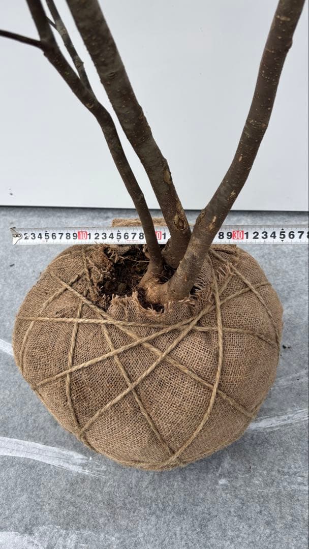 猫山 美しい樹形が魅力的 山採り ハイノキ 株立 643 樹高1.8m位