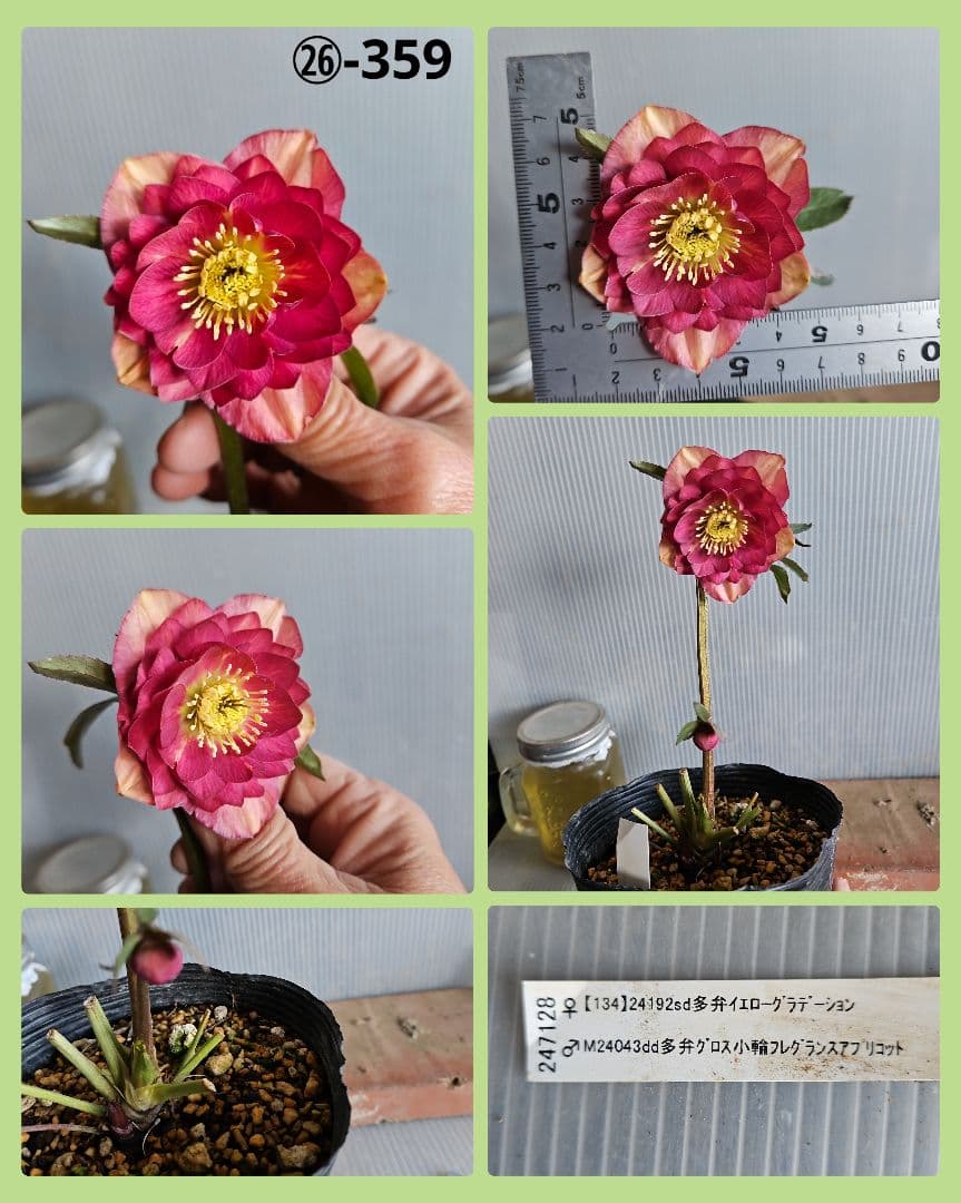 あけみっきー様ご購入苗㉖-361㉖-120㉖-359クリスマスローズ