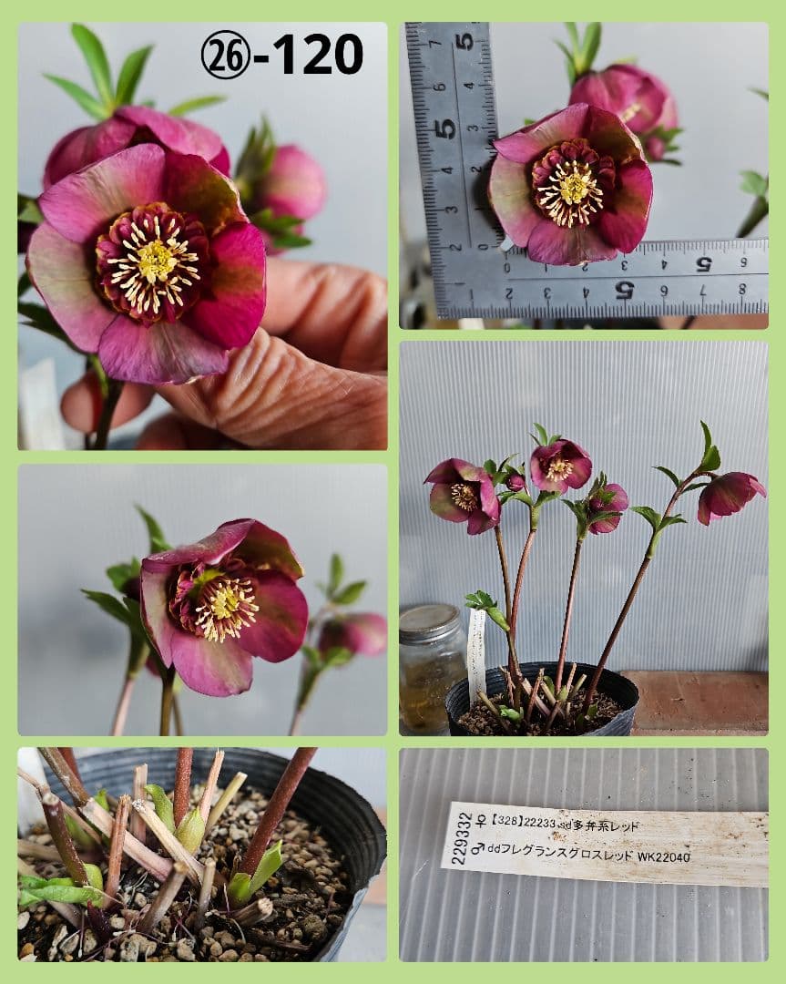 あけみっきー様ご購入苗㉖-361㉖-120㉖-359クリスマスローズ