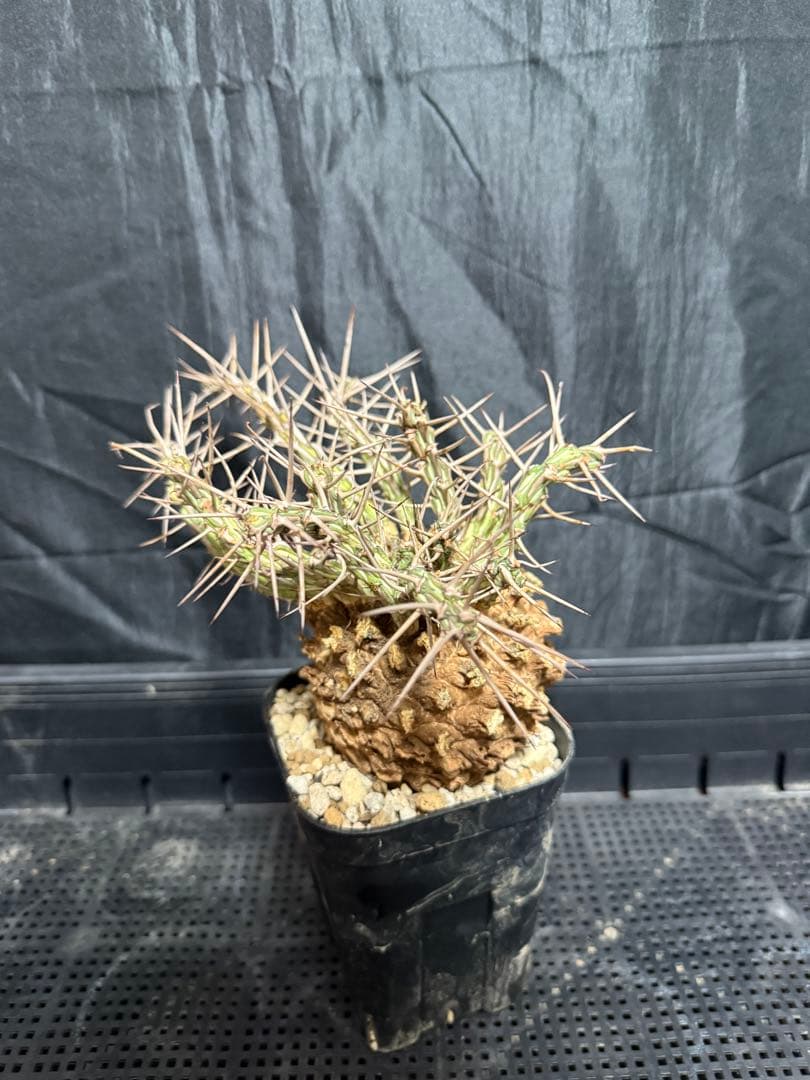 ユーフォルビア　アクチノクラダ