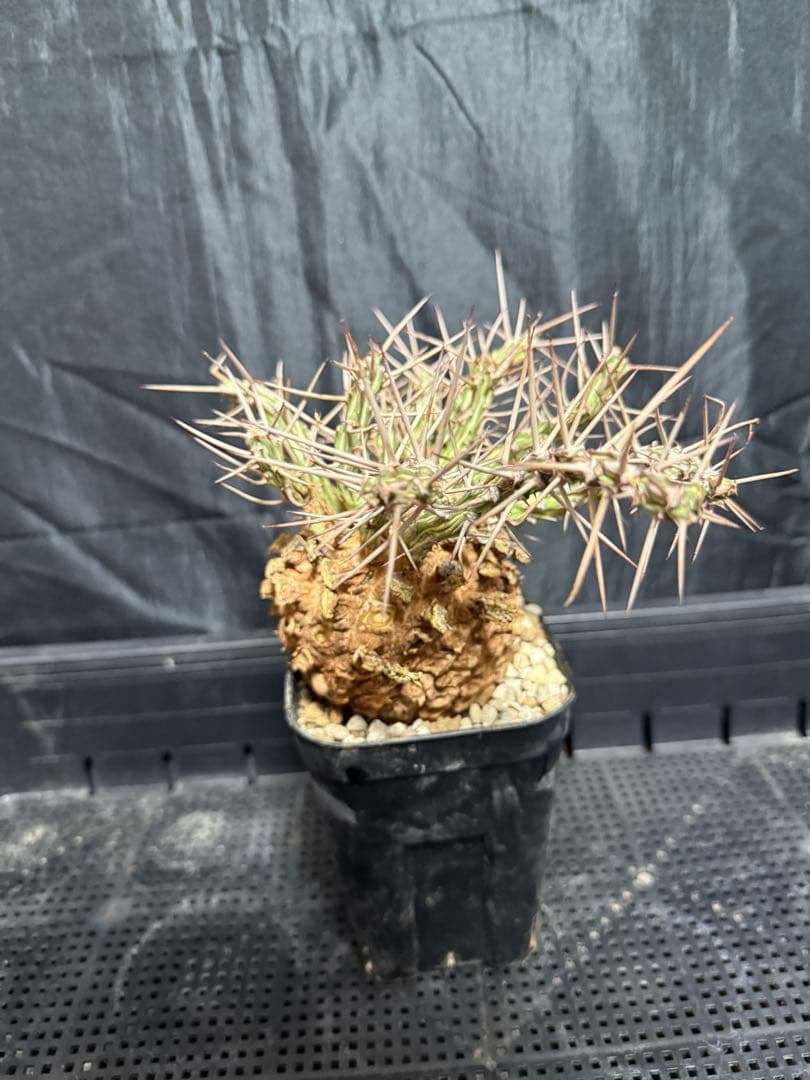 ユーフォルビア　アクチノクラダ