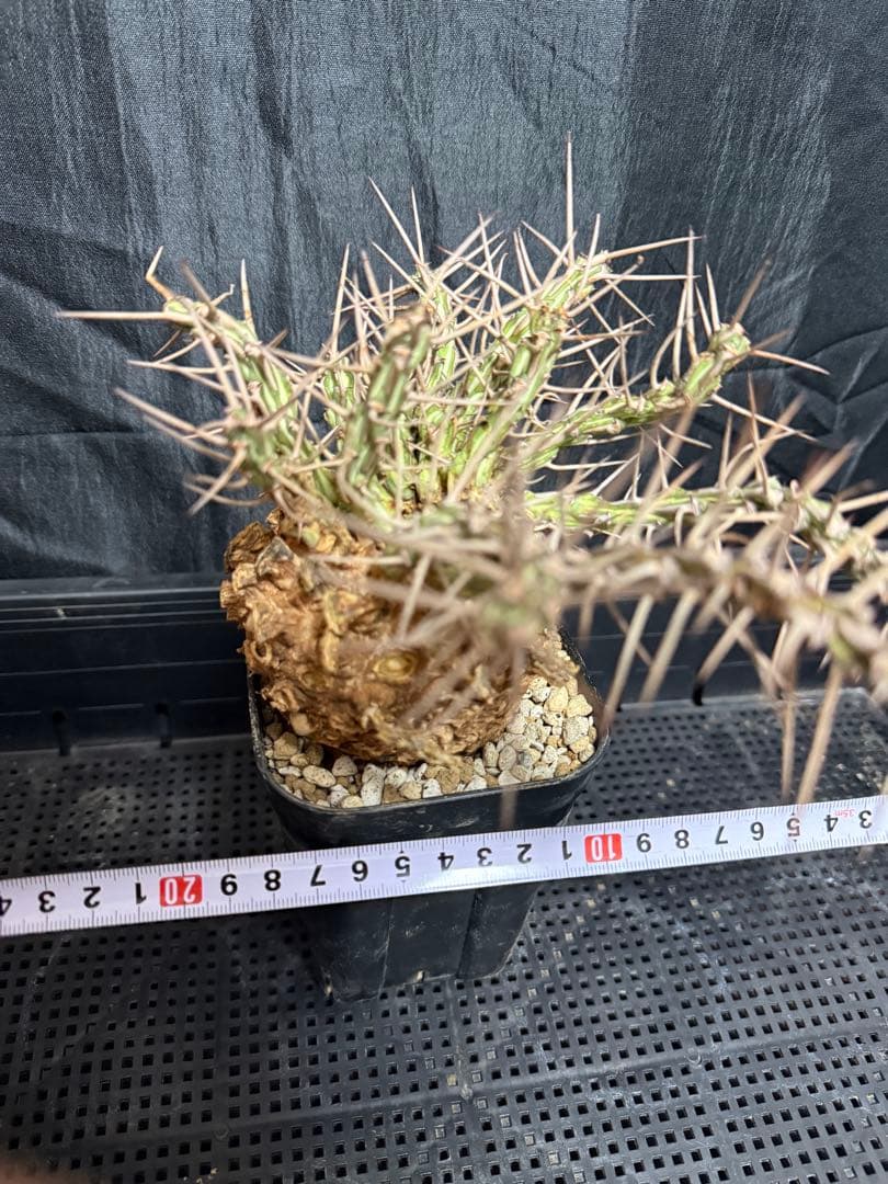 ユーフォルビア　アクチノクラダ