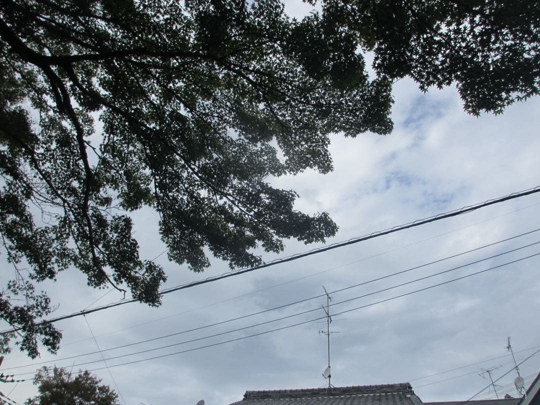 【動作品】Canon IXY 600F コンデジ パープル 作例あり