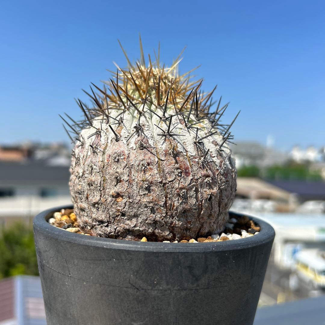 コピアポア黒王丸もしくは孤竜丸