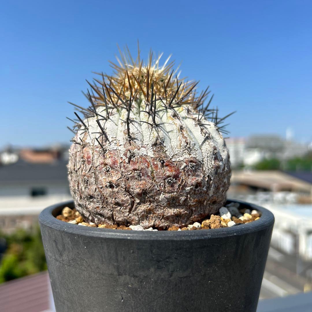 コピアポア黒王丸もしくは孤竜丸