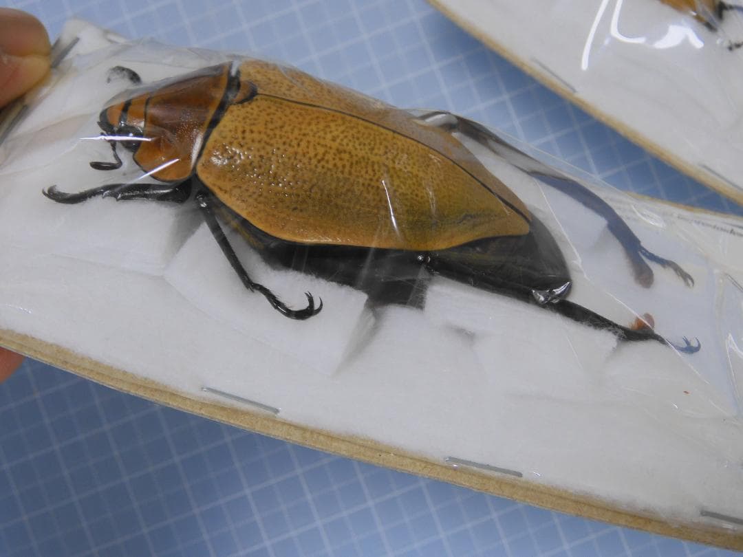 標本 Mexico Heterostenus buprestoides 41-64mm