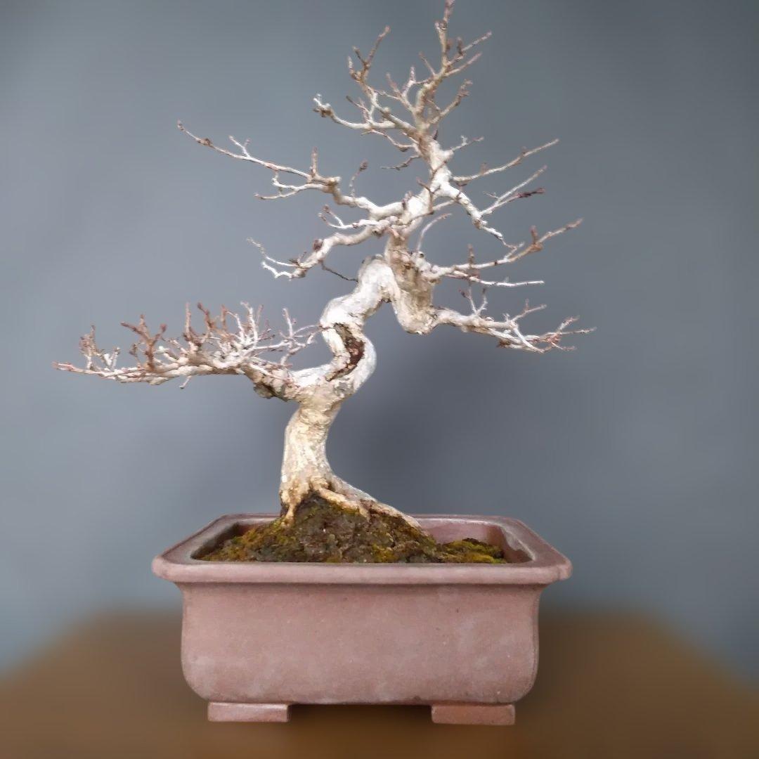 イワシデ盆栽 (岩四手盆栽)