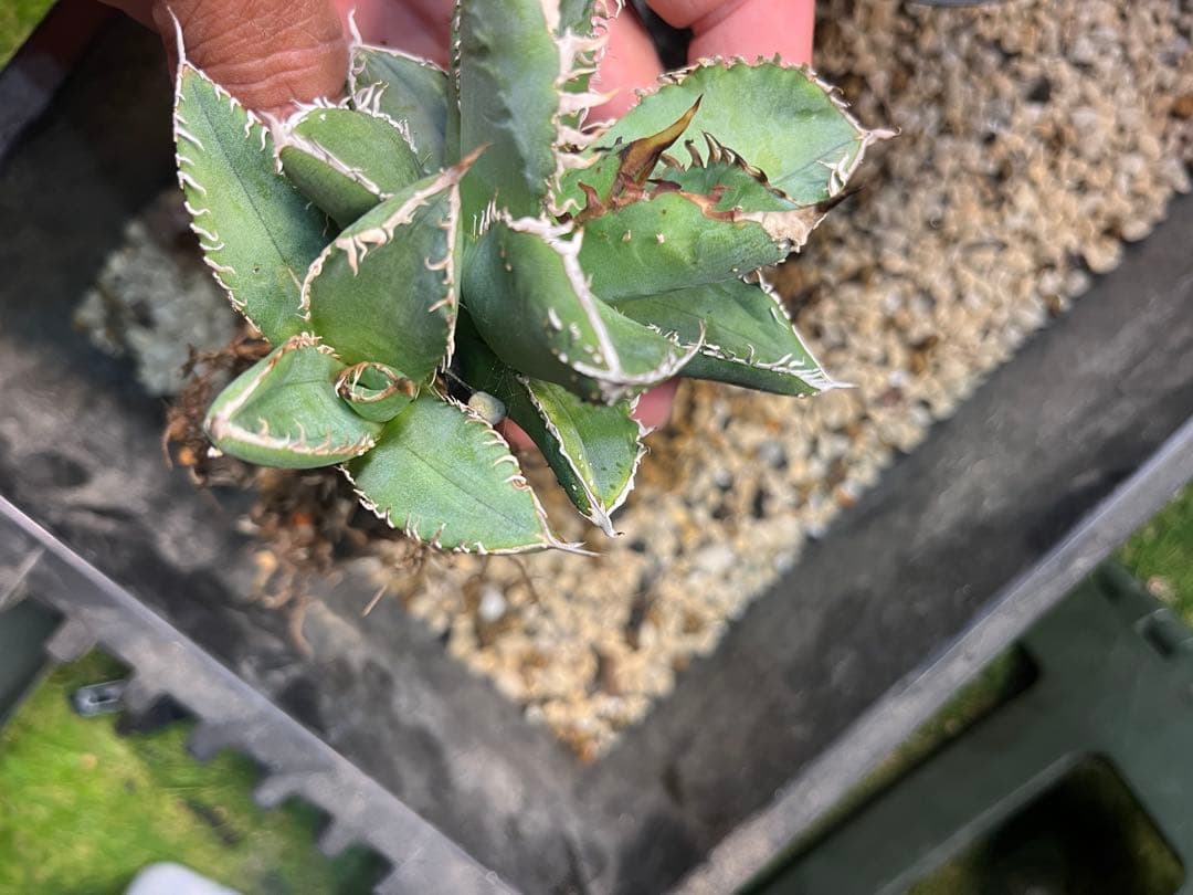 麻花龍　子株　アガベ　　plants by frame