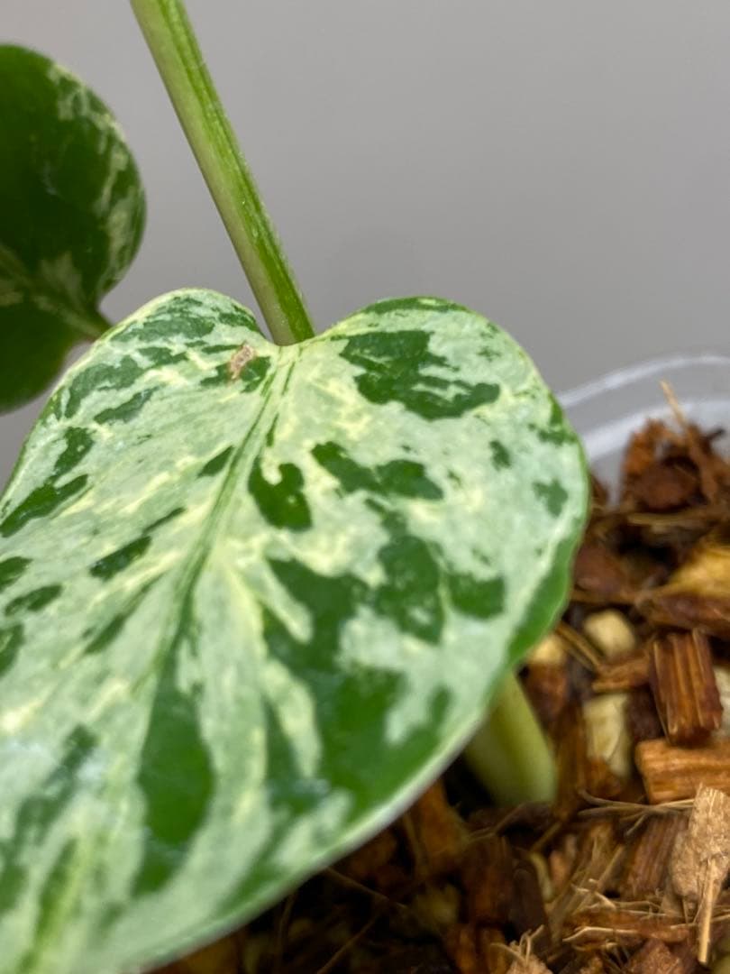 【全葉斑入り‼️】モンステラ　デリシオーサ　バルバソー　フシギダネ/ベトシオーサ