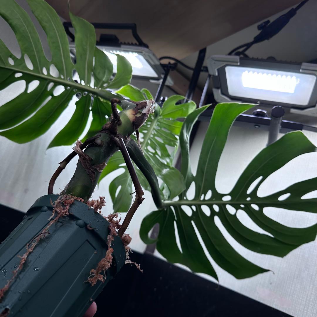 T*K様 モンステラデリシオーサマクロコズム超希少系統鉢植え56㎝