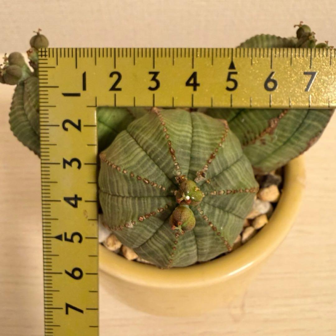 よ*ね様 ユーフォルビア オベサ 3頭 トリプルヘッド