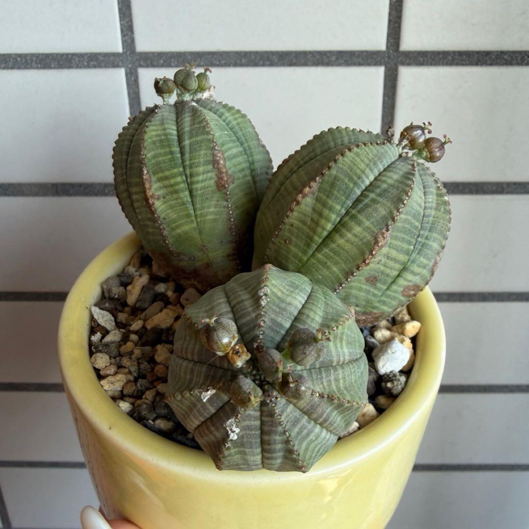 よ*ね様 ユーフォルビア オベサ 3頭 トリプルヘッド