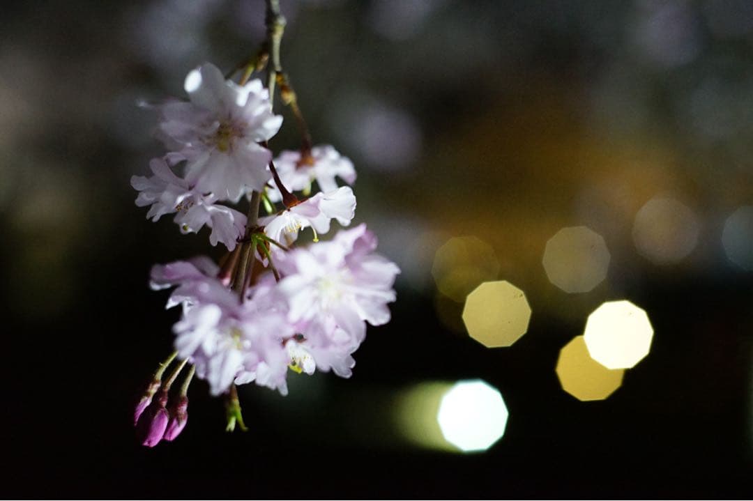 レンズ(単焦点) Voigtlander NOKTON classic 40mm F1.4 M.C