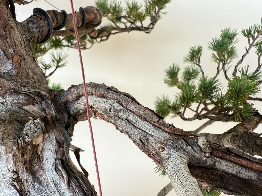 貴重・五葉松《瑞祥》太幹・サバ幹・葉性抜群・短葉！