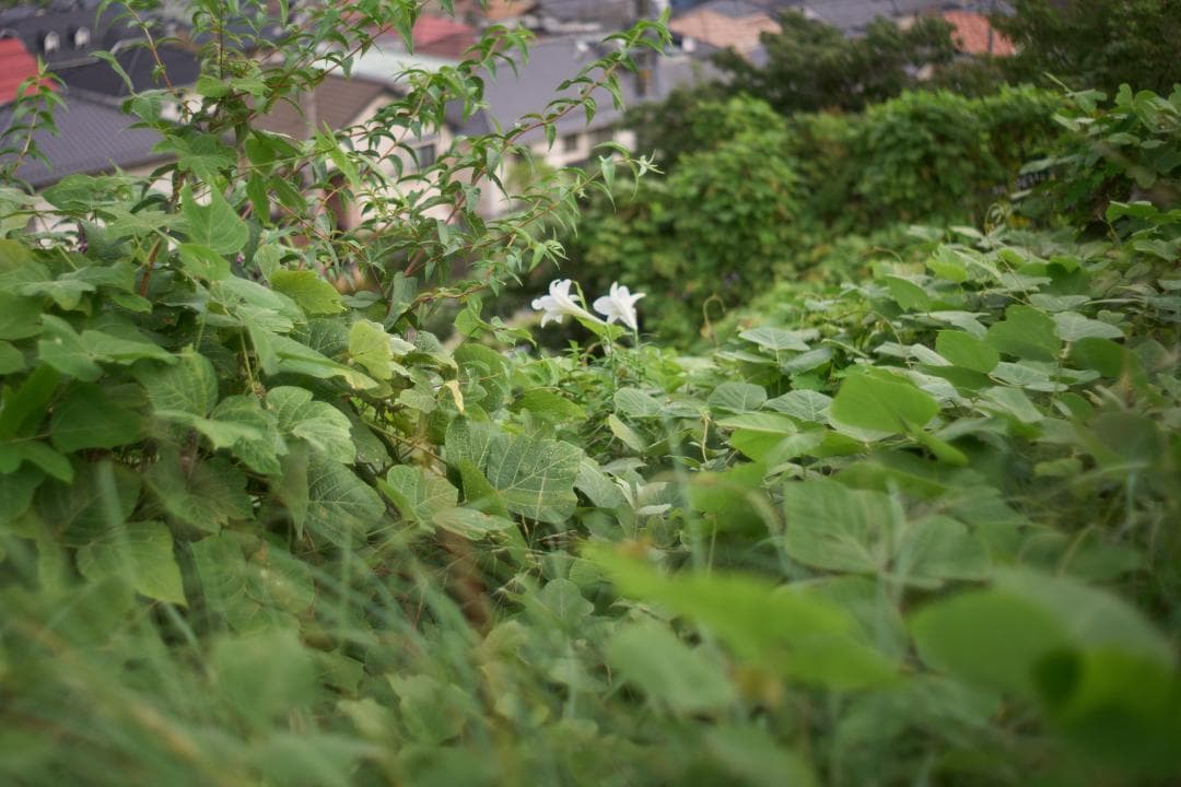 PENTAX Super-Takumar 35mm F2 M42 黄変改善品