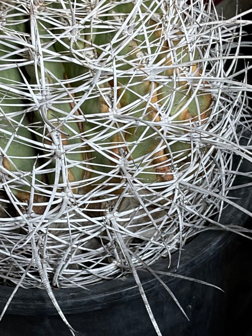 希少フェロカクタス大株サンタマリア純白刺◇ドライガーデン多肉サボテン　アガベ南国
