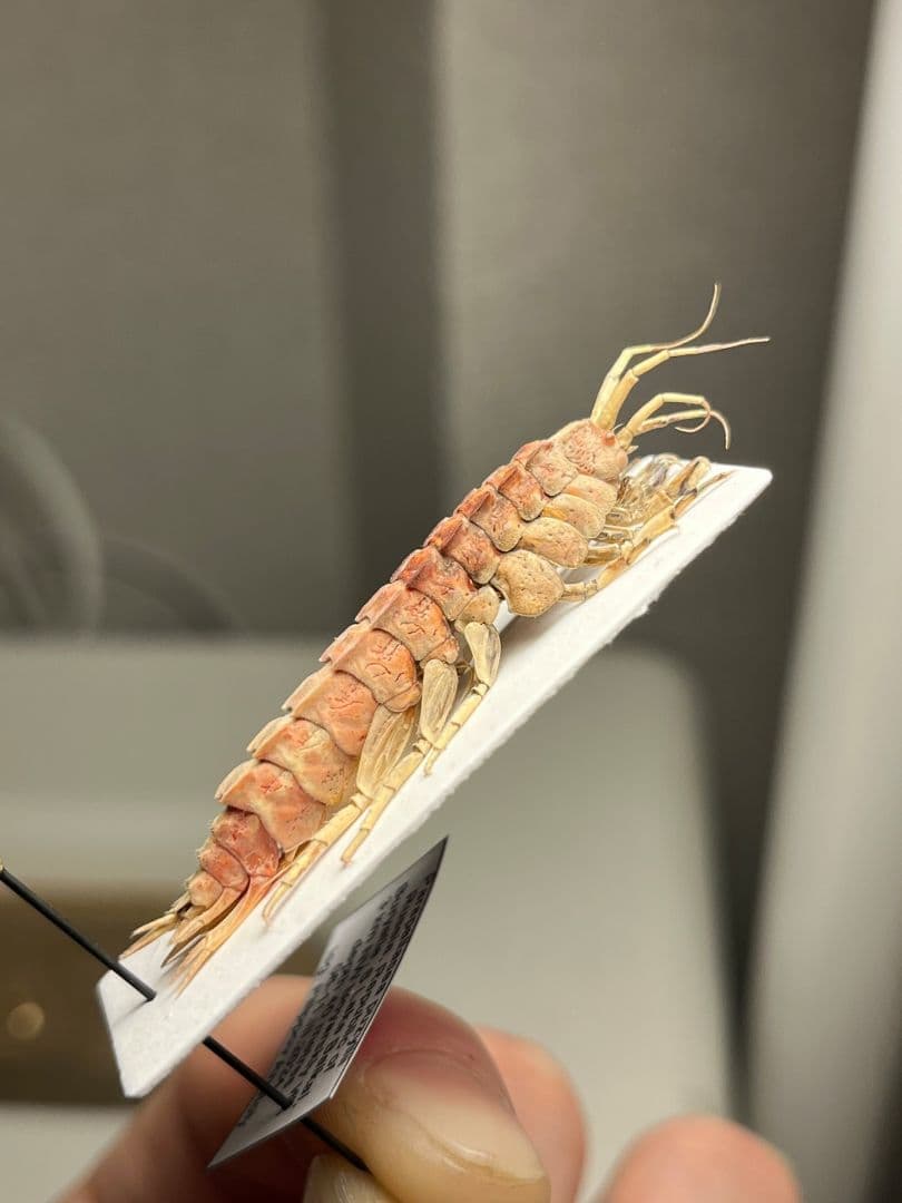 バイカルヨコエビ バイカル湖 標本 ムカデヤスデミリピードセンチピードサソリ